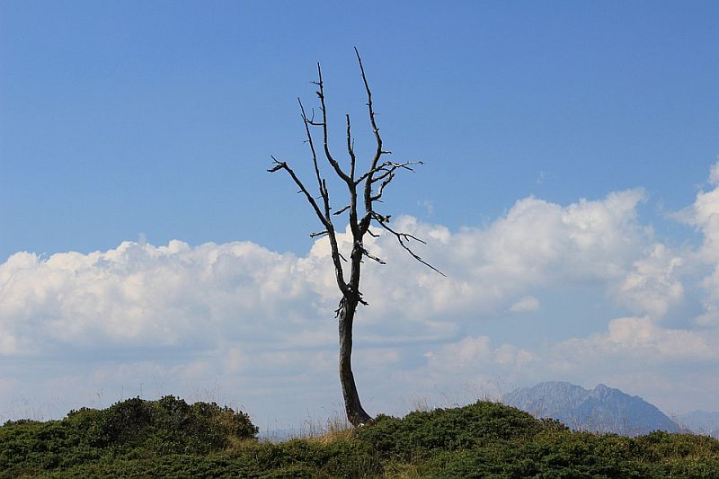 tree-corpse-955073_960_720