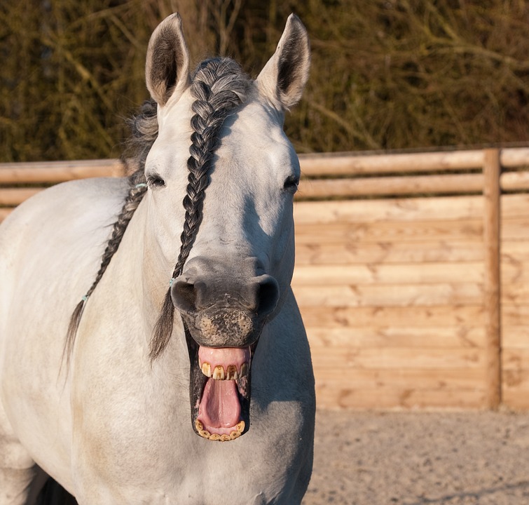 horse-2082051_960_720