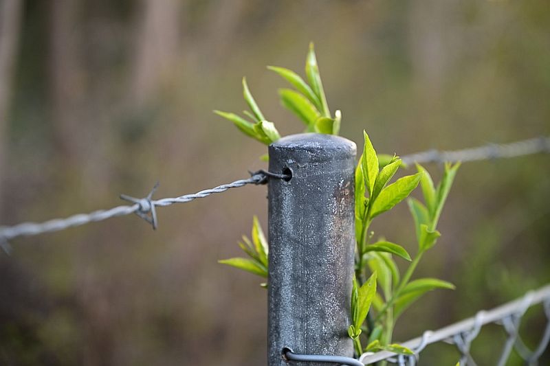 fence-4979733_960_720
