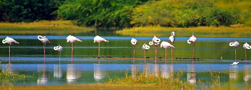 flamingos-5872368_960_720