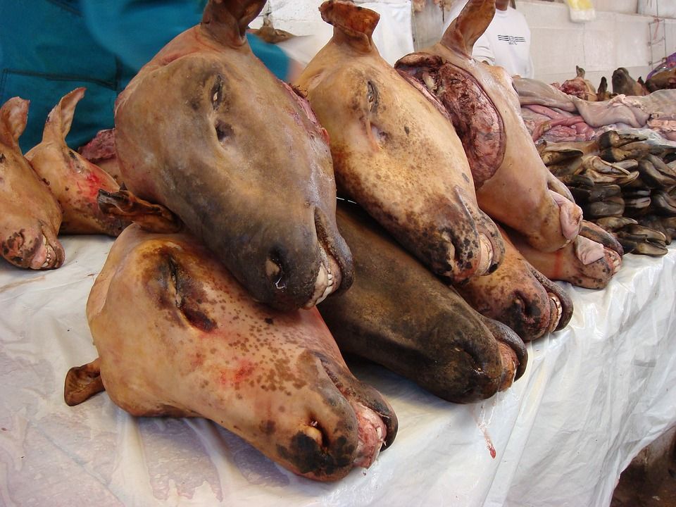 slaughter-2666437_960_720