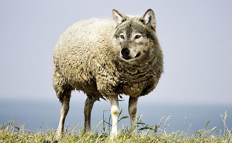 wolf-in-sheeps-clothing-2577813_960_720
