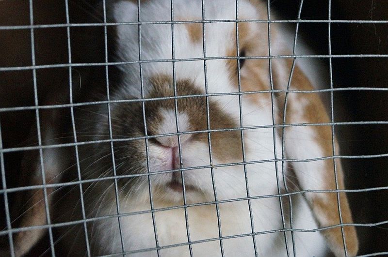 rabbit-960649_960_720