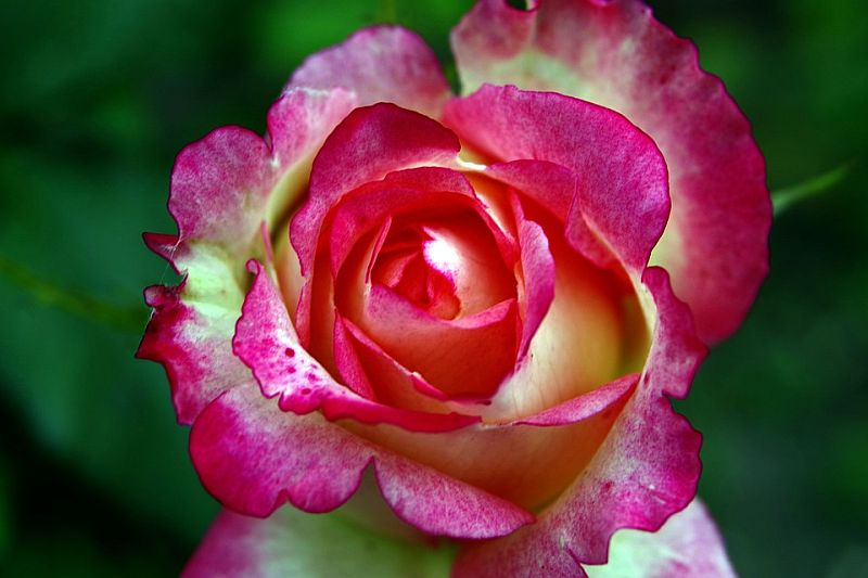 rose-1470537_960_720