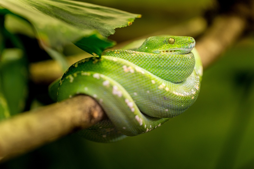 snake-1634293_960_720
