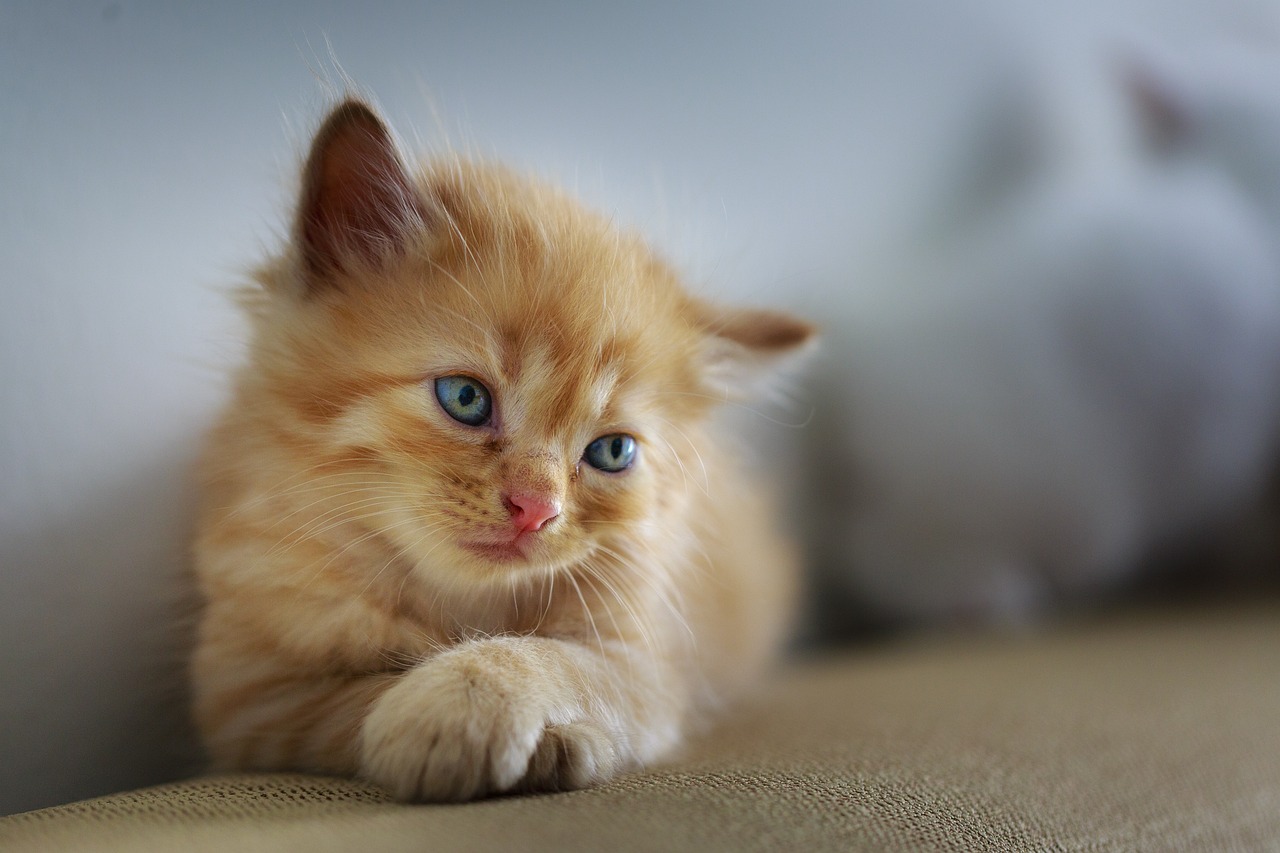 cat-3266673_1280