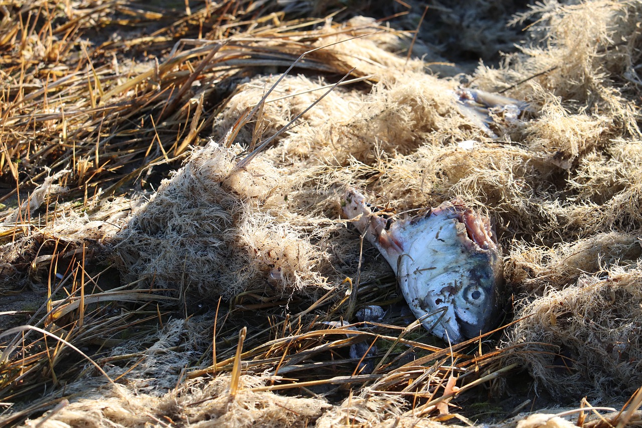 dead-fish-7059026_1280