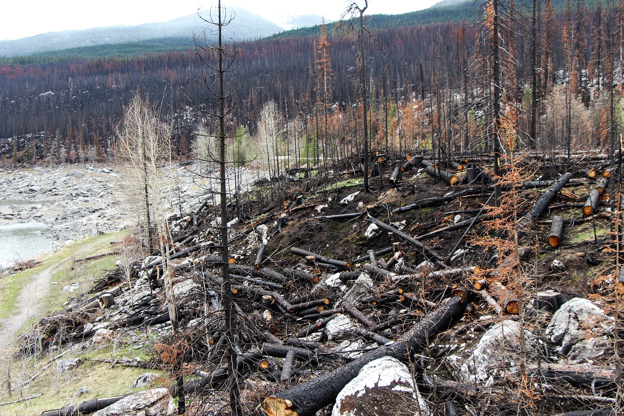 forest-fire-1498012_1280