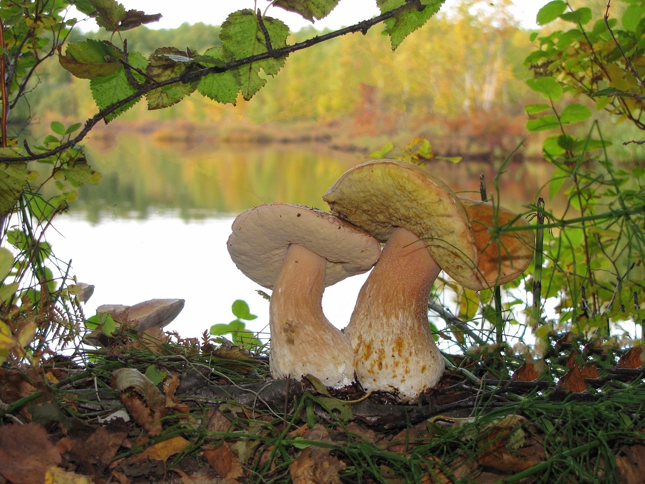 white-mushrooms-2582319_1280