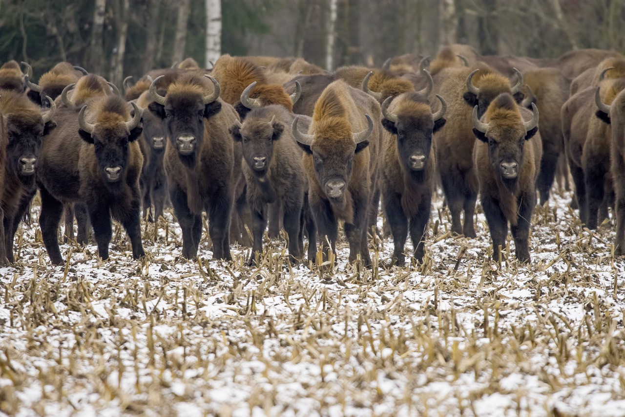 european-bisons-7723008_1280