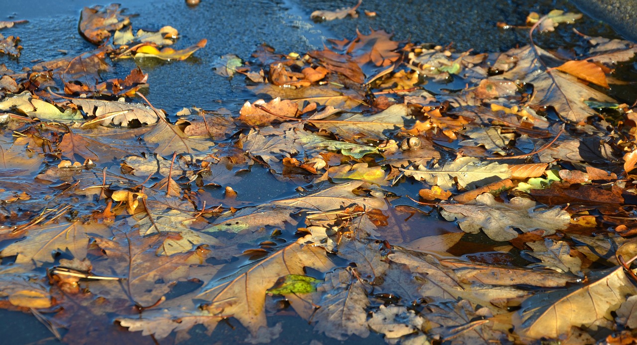 autumn-523698_1280