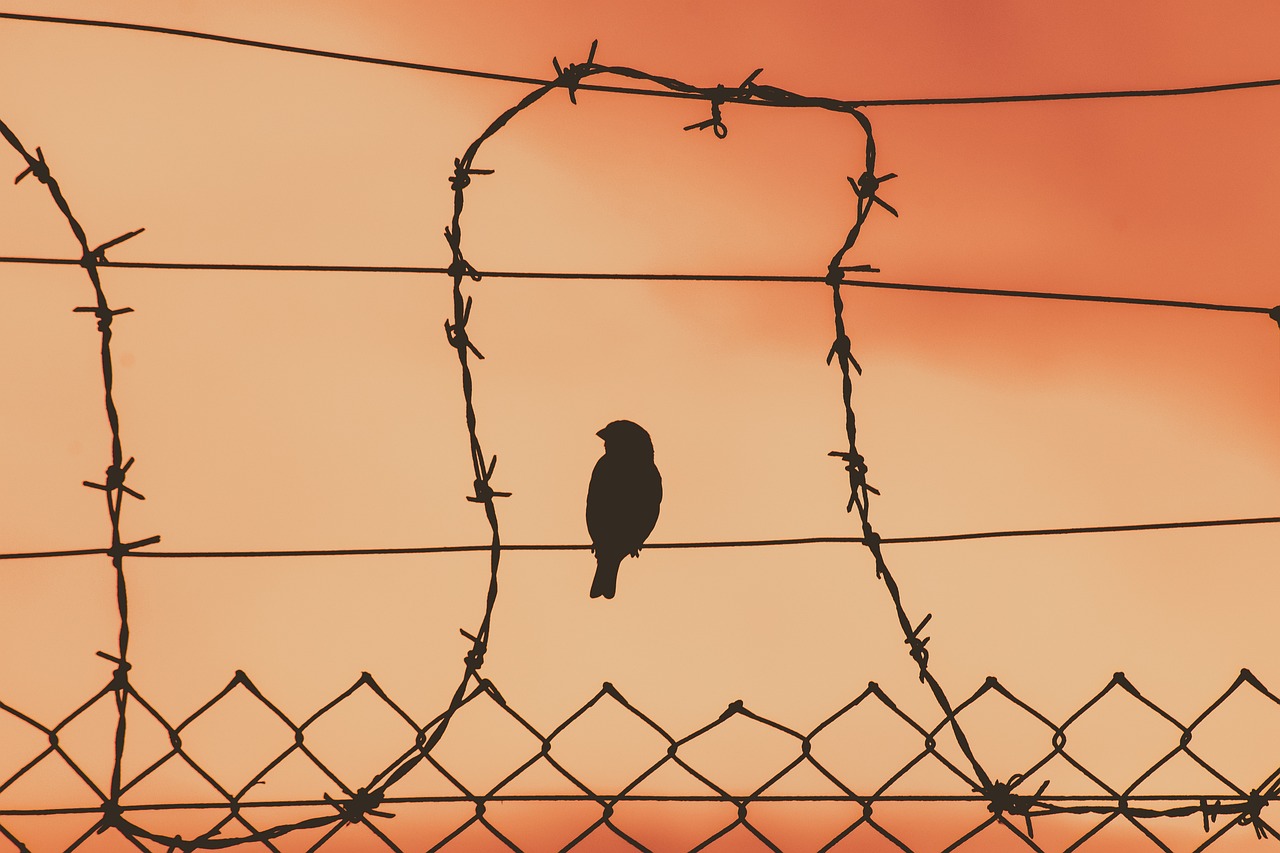 bird-on-a-wire-5243730_1280