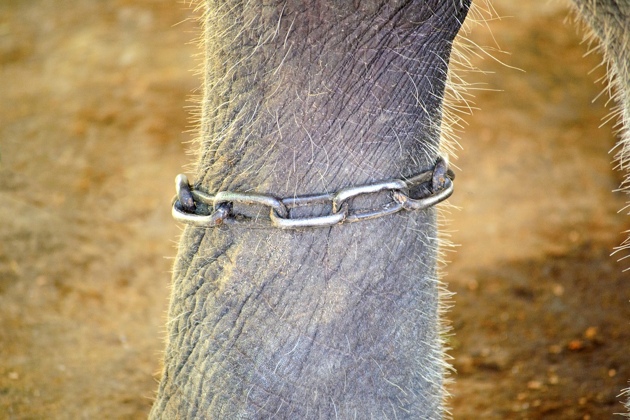 elephant-leg-264709_1280