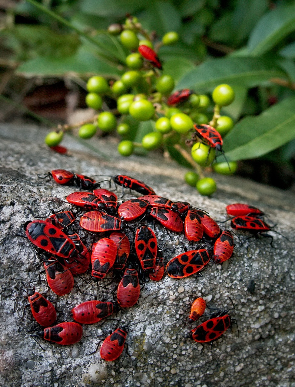 beetles-1530767_1280