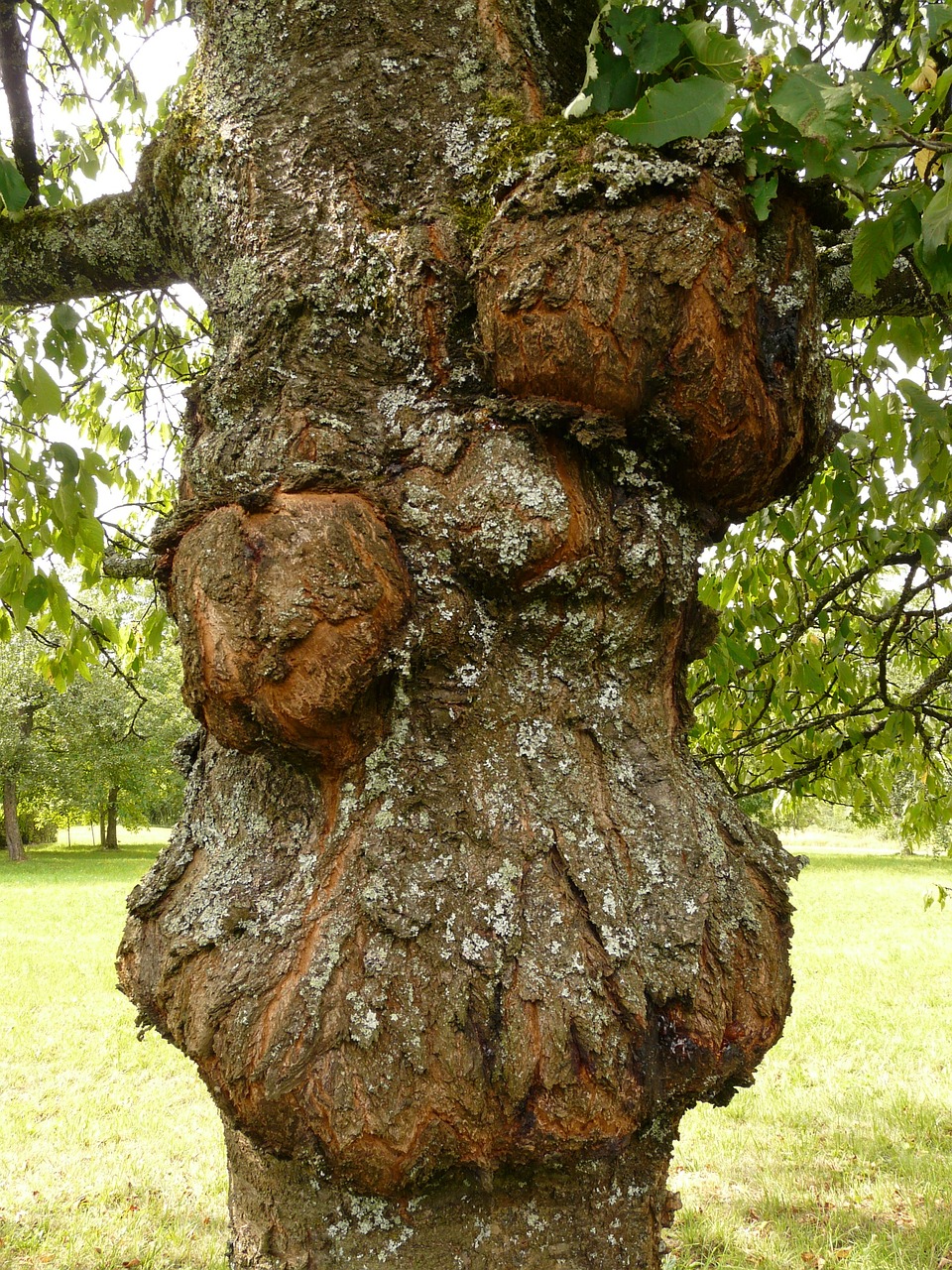 tree-59709_1280
