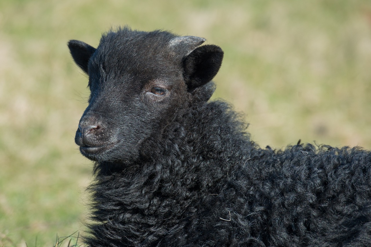 grey-horned-heidschnucke-2150629_1280