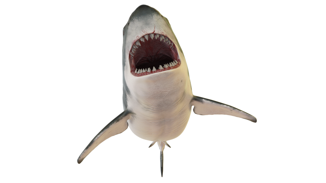 shark-3973904_1280
