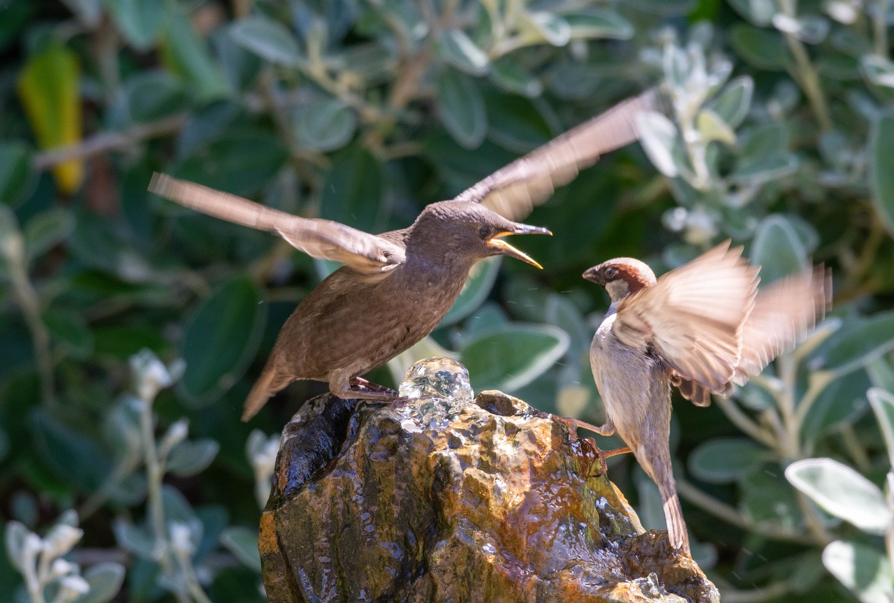 starling-5208501_1280