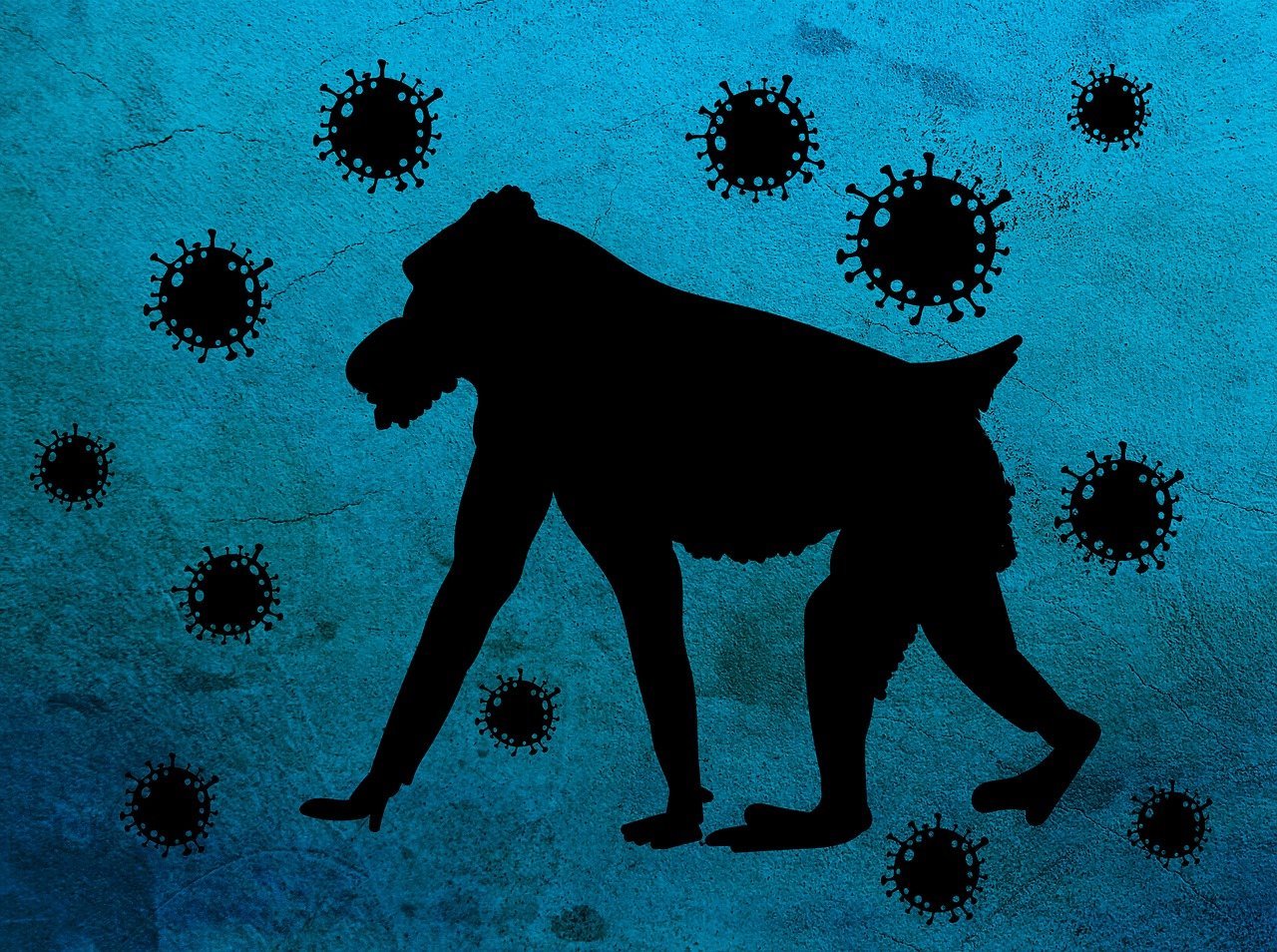 monkey-pox-7226817_1280
