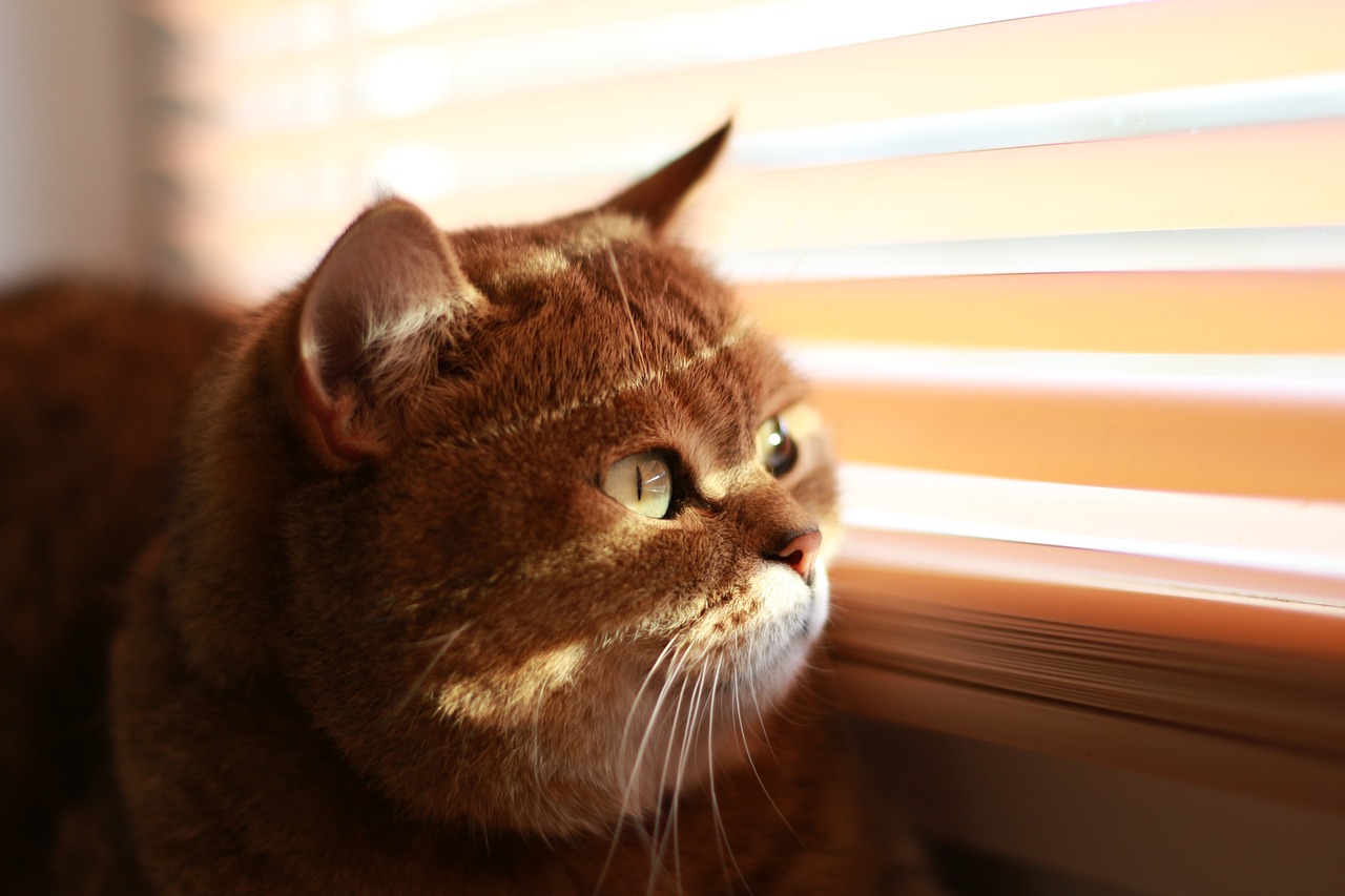 cat-4542299_1280