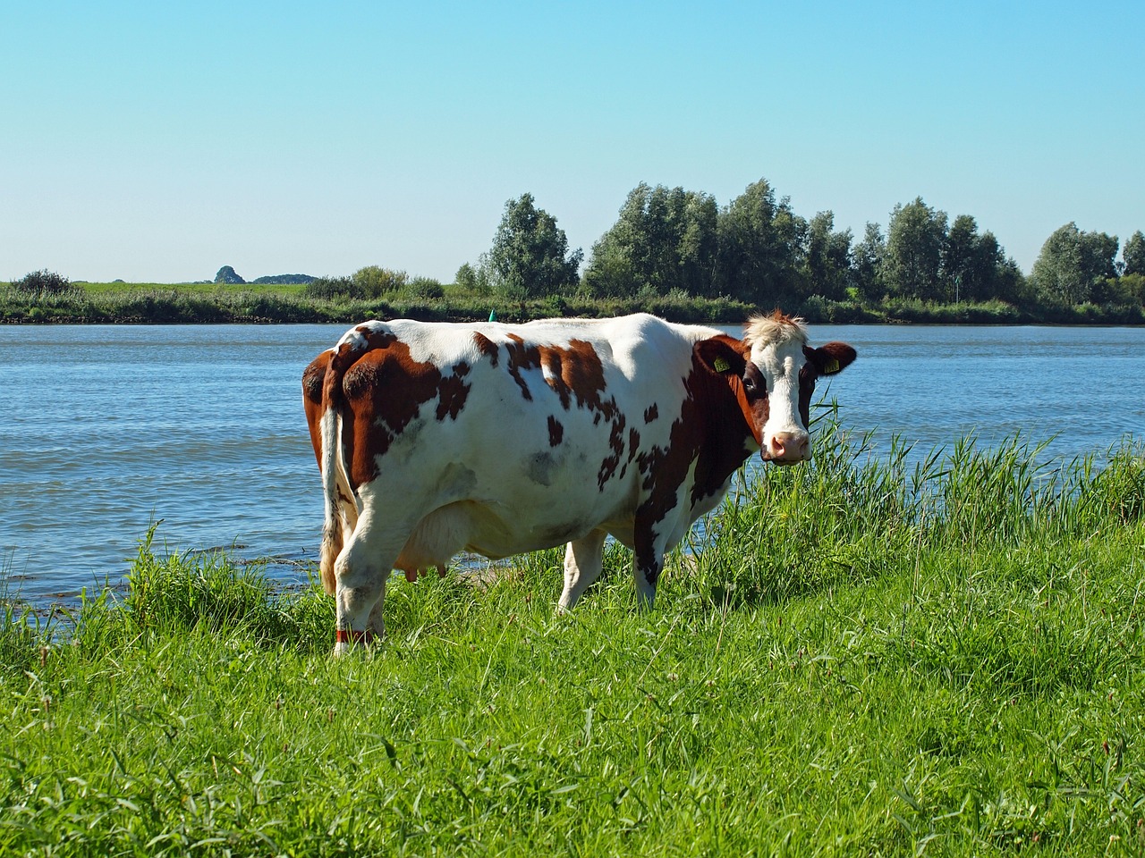 cow-4865944_1280