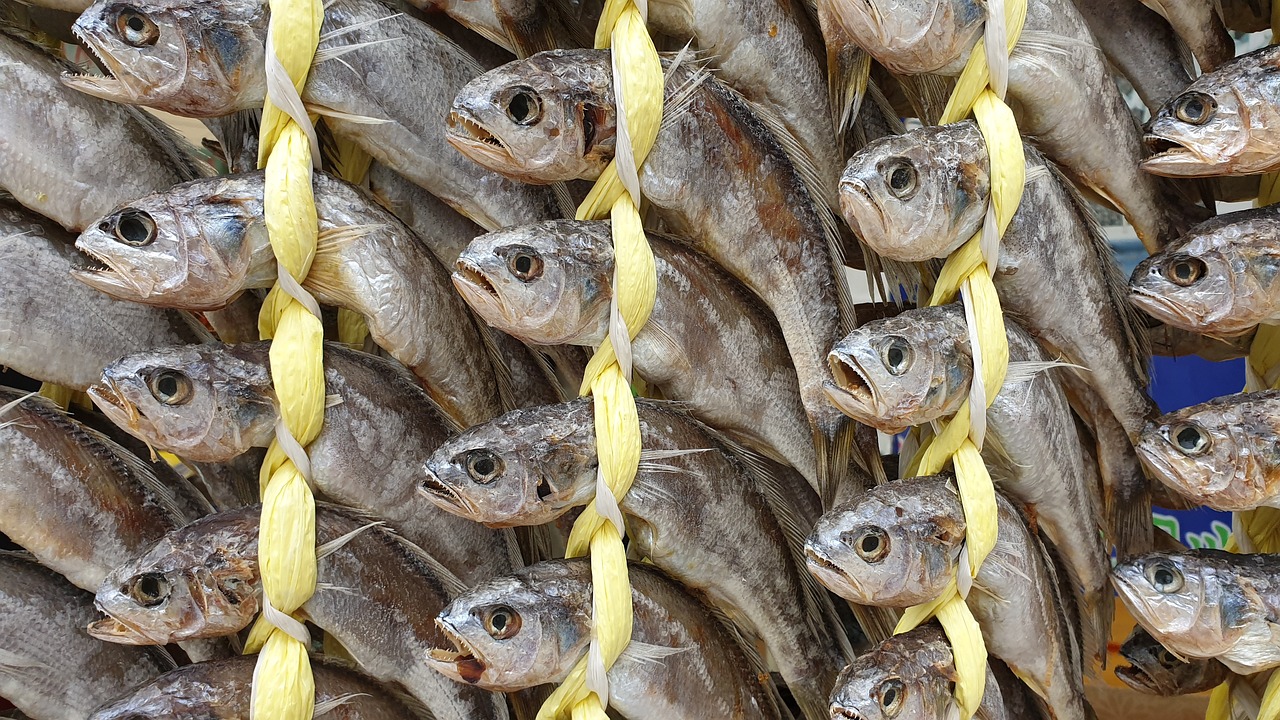 fish-3864507_1280