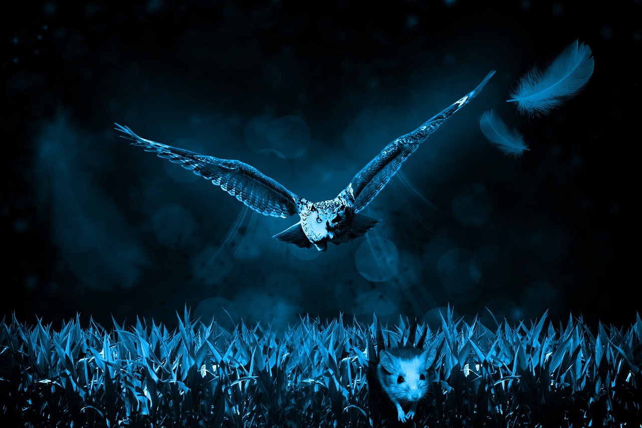 owl-517497_1280