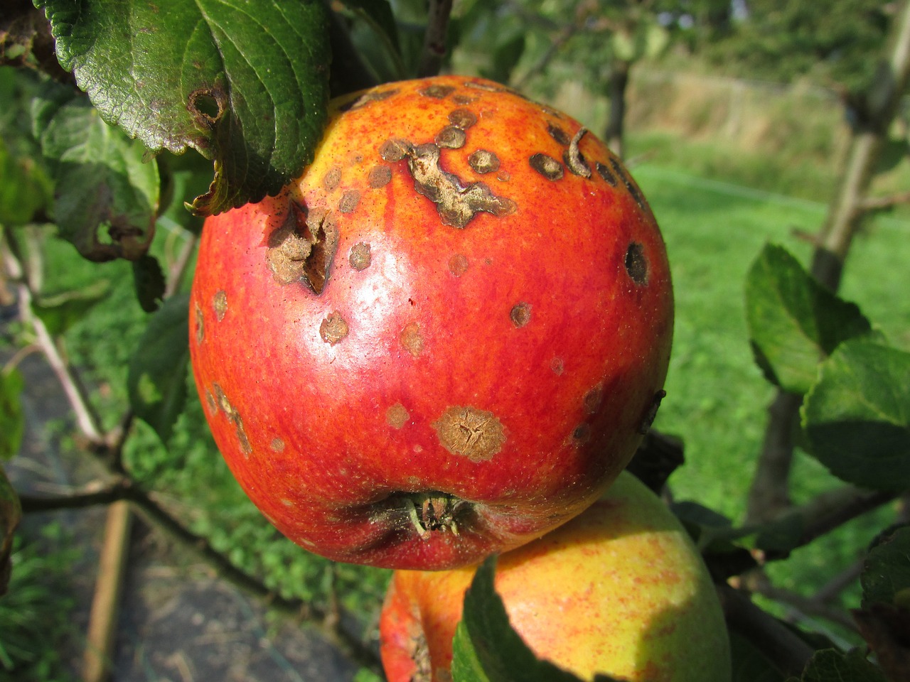 apple-455436_1280