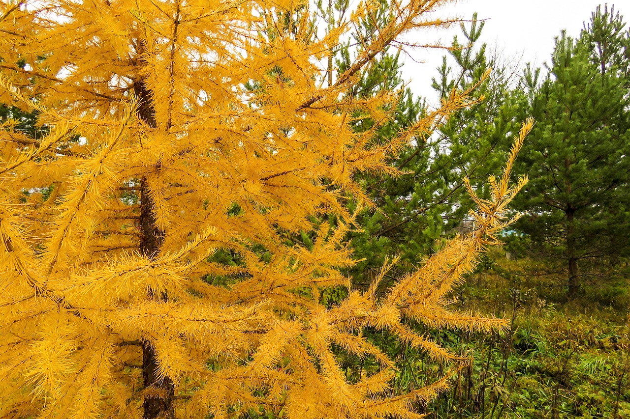 autumn-4544267_1280