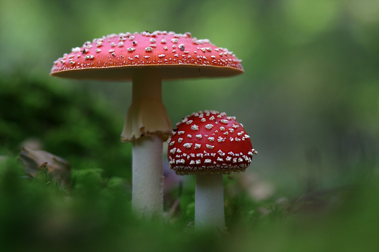 fly-agaric-1006896_1280