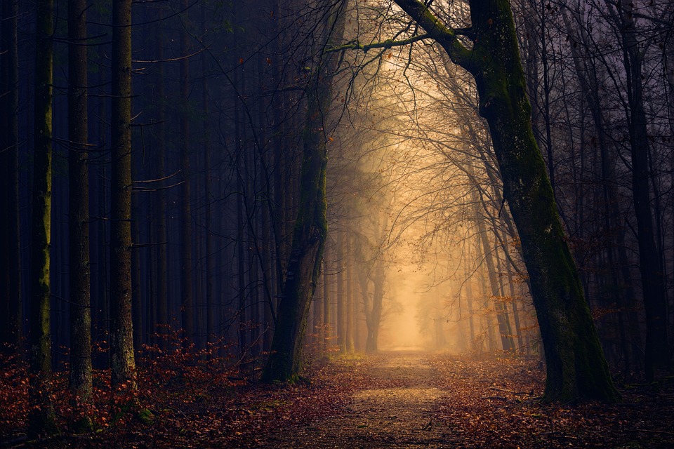 wood-3072434_960_720