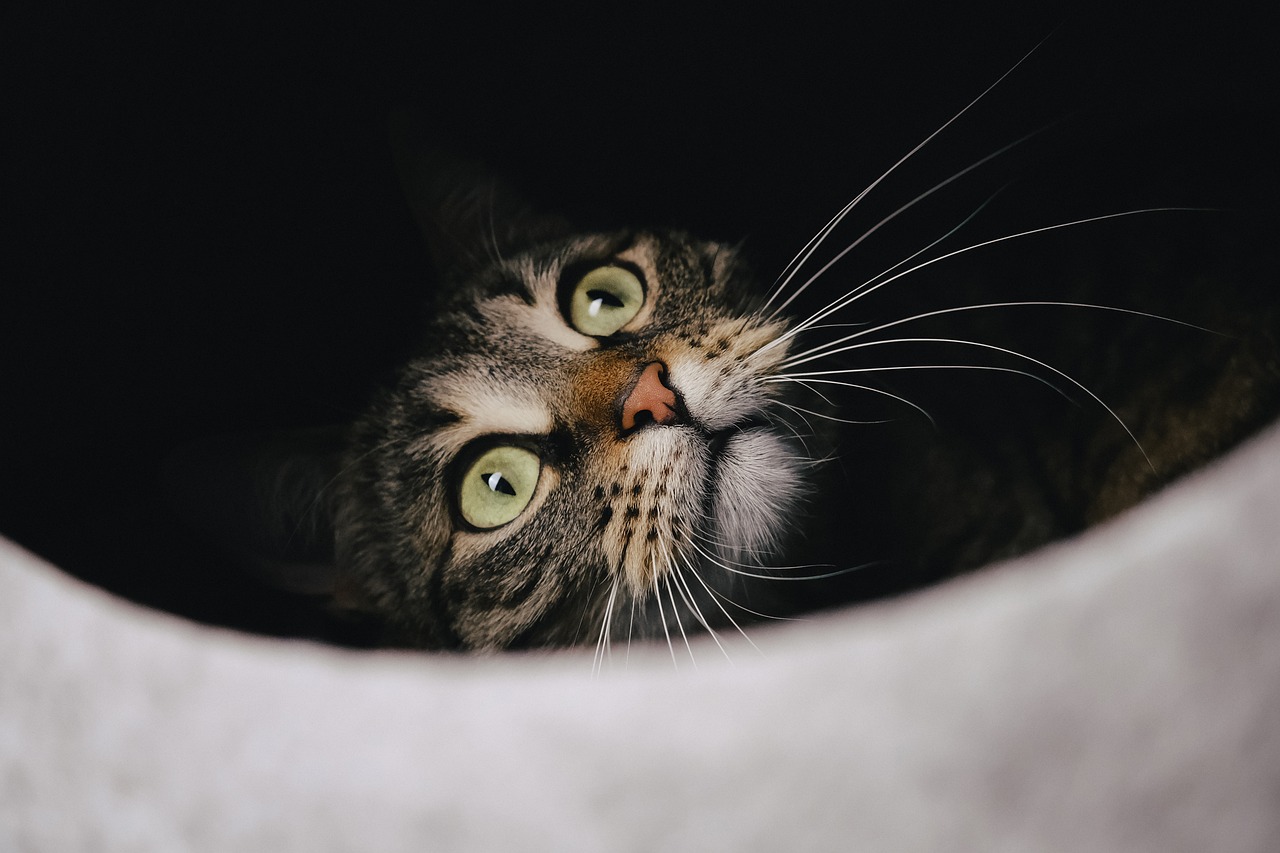 cat-5852139_1280