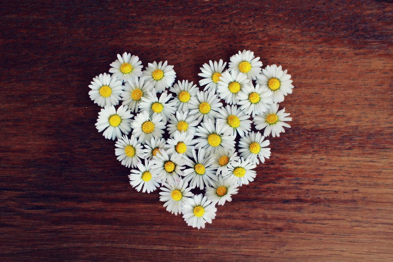 daisies-1403041_1280