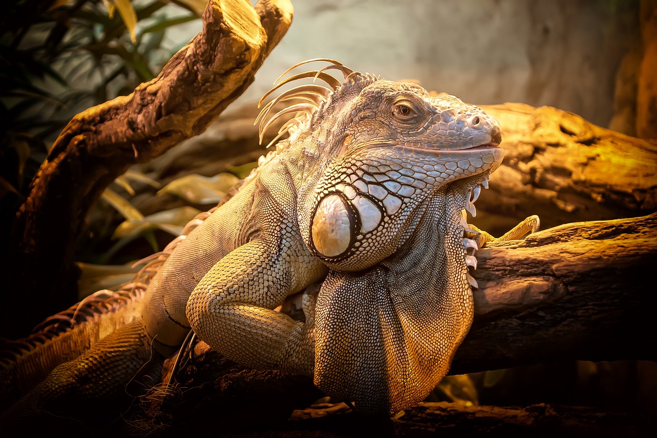 lizard-804114_1280
