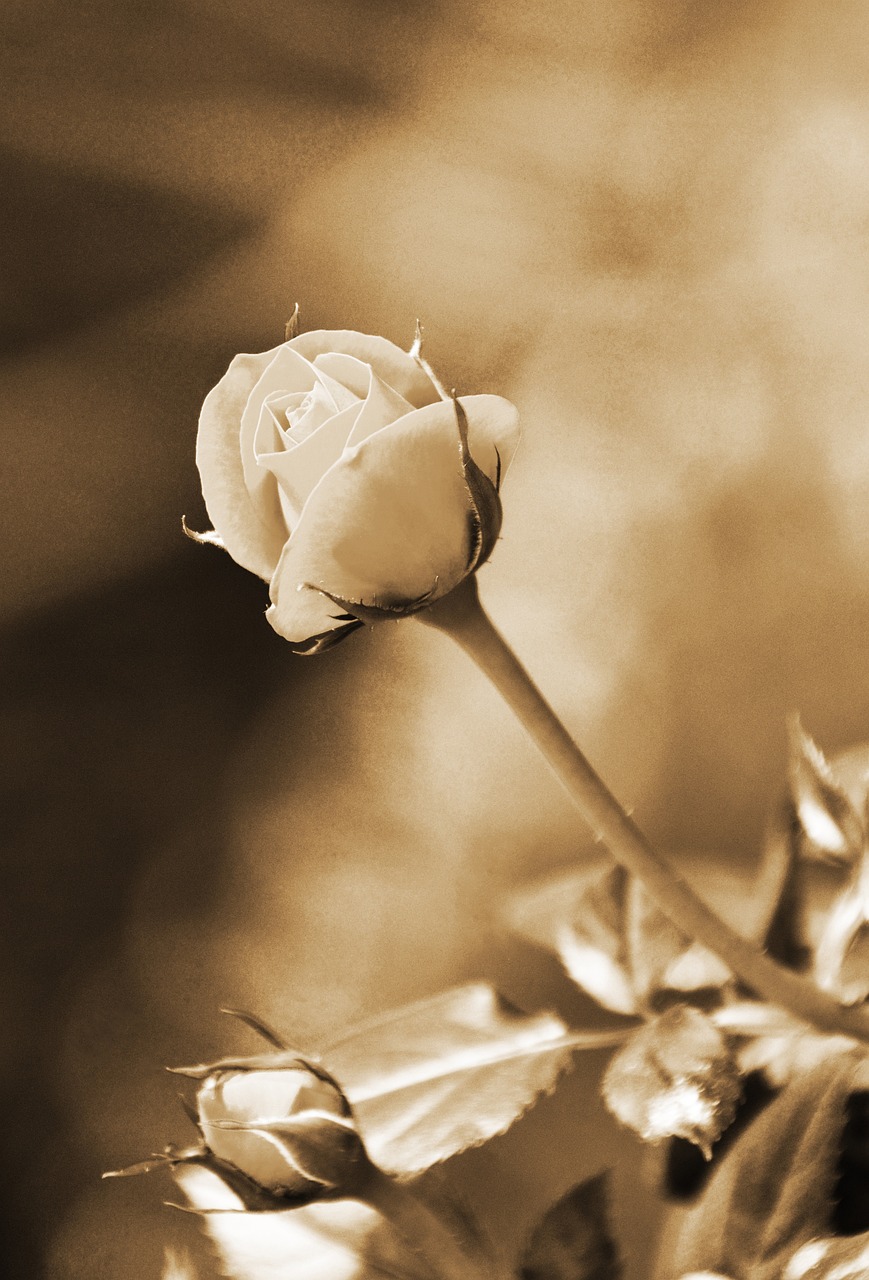 rose-4274158_1280