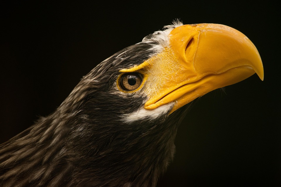 stellers-sea-eagle-7430198_960_720