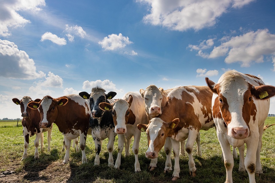 cattle-4232201_960_720
