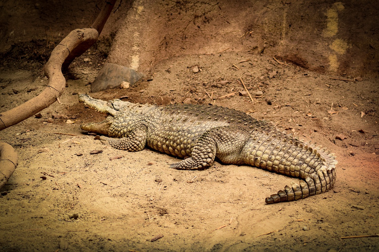 crocodile-5271271_1280