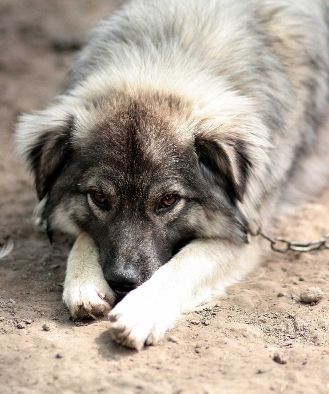 dog-1378174_1280