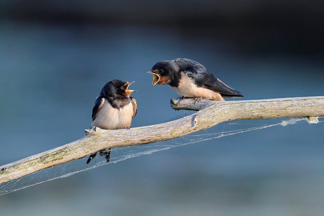 barn-swallow-8097199_1280