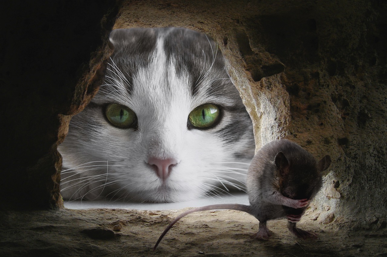 cat-4068840_1280