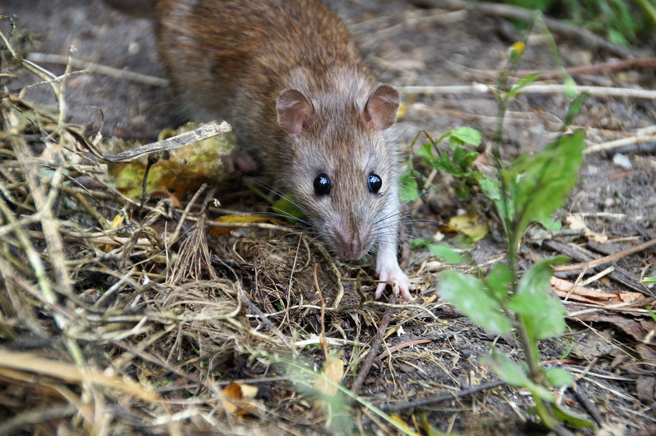 rat-5535170_1280