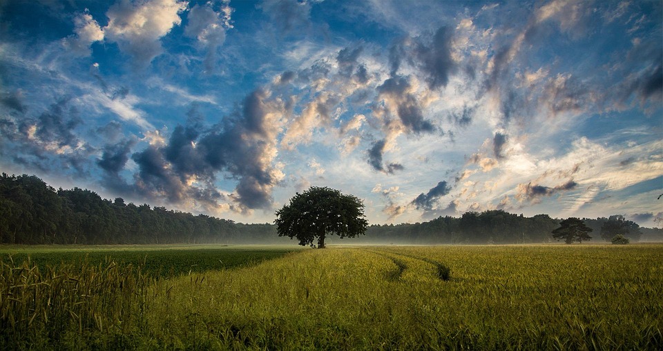 tree-247122_960_720