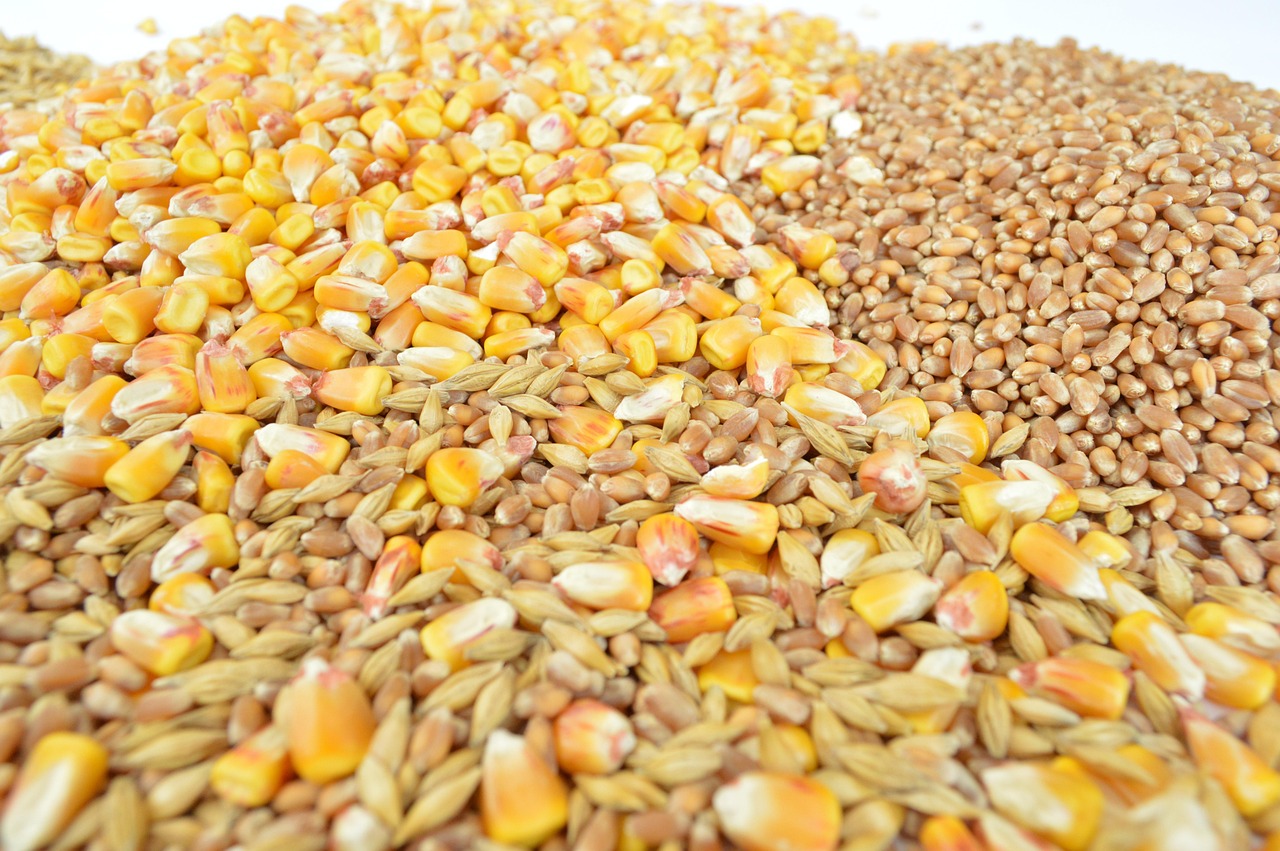 grains-1621880_1280