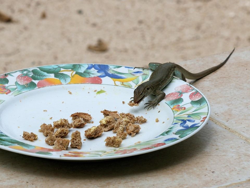 lizard-1886644_960_720