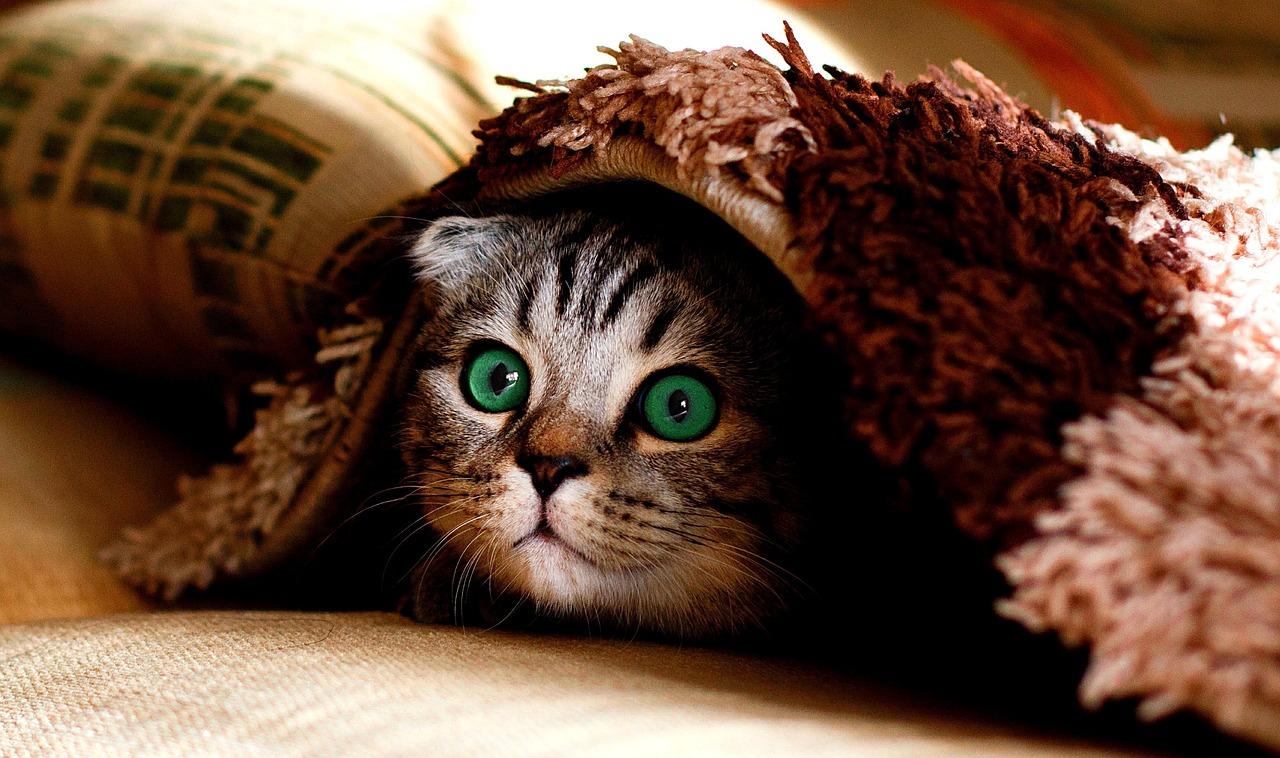 cat-2806957_1280